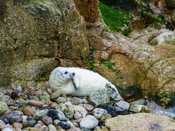 A healthy grey seal pup