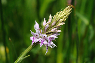 Common Spotted-orchid