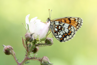 Heath Fritillary butterfly