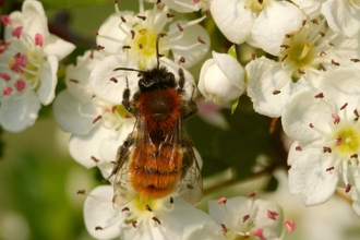 tawny minging bee