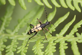 A black-and-yellow longhorn beetle clambering over a leaf