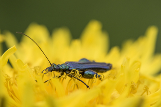 A male swollen-thighed beetle feeding on the pollen of a bright yellow flower