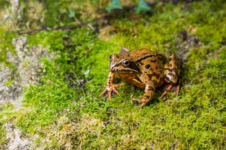 Common frog (c) Ed Marshall