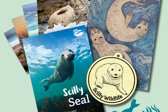 Scilly Seal Adoption Pack