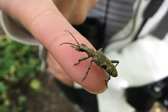 A black-spotted longhorn beetle perched on a woman's finger