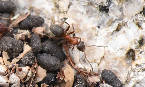 Red-barbed ant