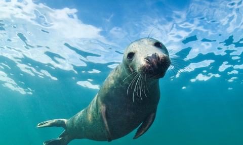 Grey seal in water 
