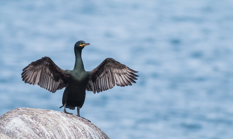 Shag with wings outstretched