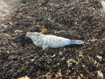 A poorly seal pup