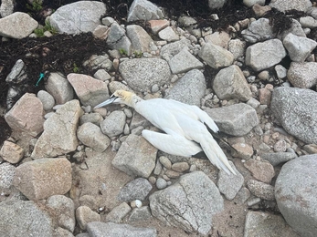 Dying gannet
