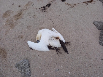 Dead gannet