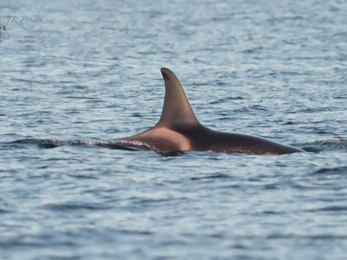 One Orca by Joe Pender