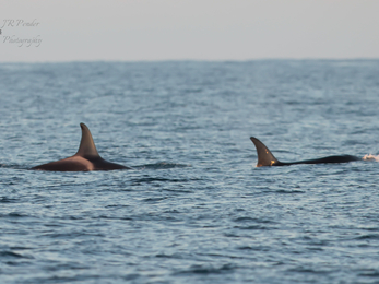 Two Orca by Joe Pender