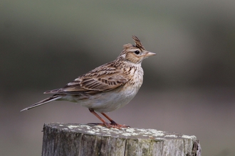 Skylark