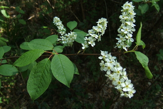 Bird Cherry