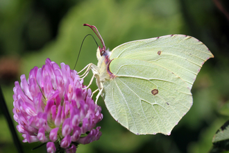 Brimstone Butterfly