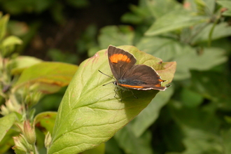 Brown Hairstreak butterfly