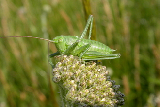 Great Green Bush-cricket