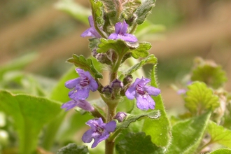 Ground-ivy