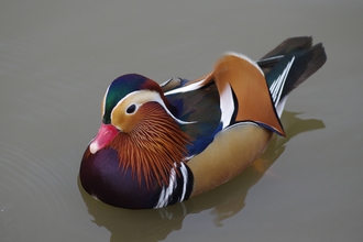 Mandarin Duck