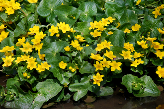 Marsh-marigold