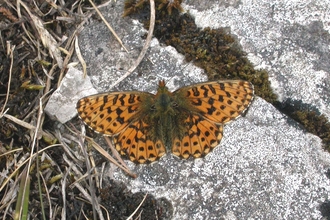 Pearl-bordered Fritillary butterfly