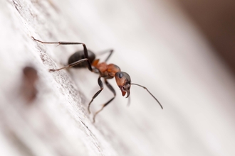 Southern Wood Ant