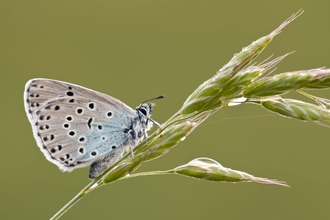 Large Blue butterfly