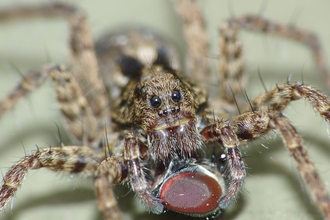 Wolf Spider