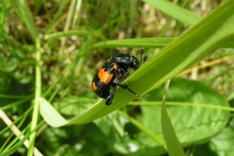 Common Sexton Beetle