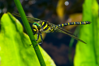 Golden-ringed Dragonfly