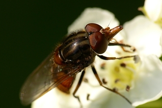 Heineken Fly