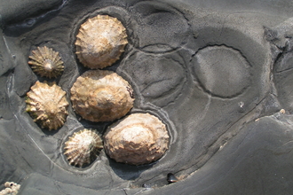 Limpets