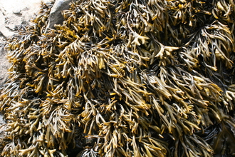 Channelled wrack