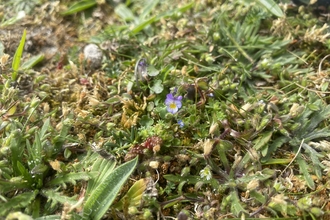 Dwarf pansy (c) Lucy McRobert