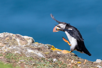 Puffin