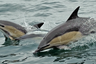 Common Dolphins