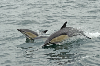 Common Dolphin (c) Chris Gomersall