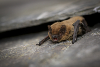 Common Pipistrelle Bat 