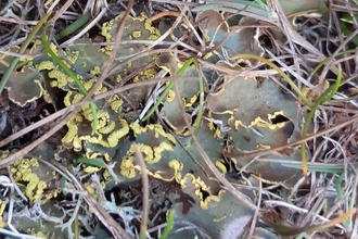Gilt-edged lichen