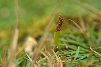 Least adder's-tongue fern