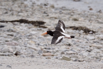 Oystercatcher