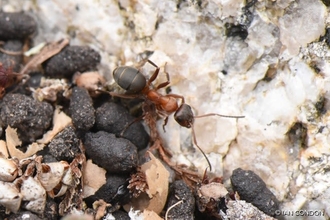 Red-barbed ant