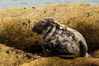 Grey seal on rocks small (c) Ed Marshall