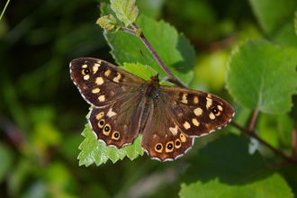 Speckled Wood