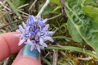 Spring squill