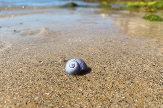 Violet sea snail (c) Lucy McRobert