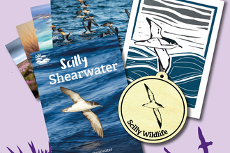 Scilly Shearwater Adoption Pack