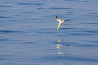 Gannet