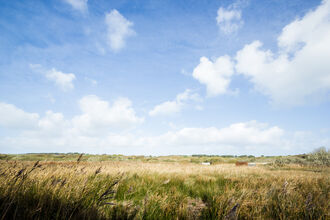 Lower Moors Reedbed